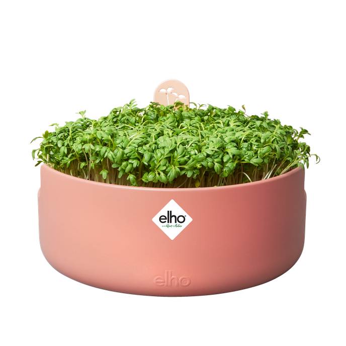 magic microgreens mou terra
